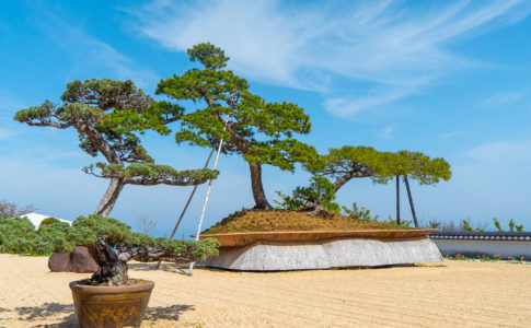 盆栽の歴史その二「江戸時代から昭和まで」 | 盆栽なび