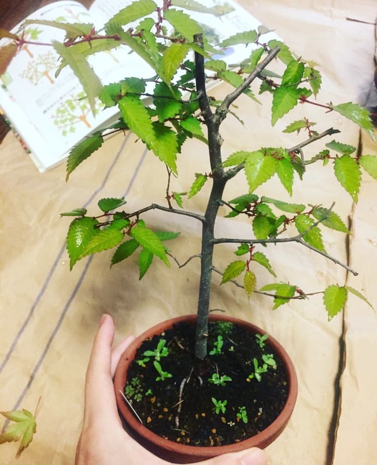 26歳 ケヤキの盆栽始めました