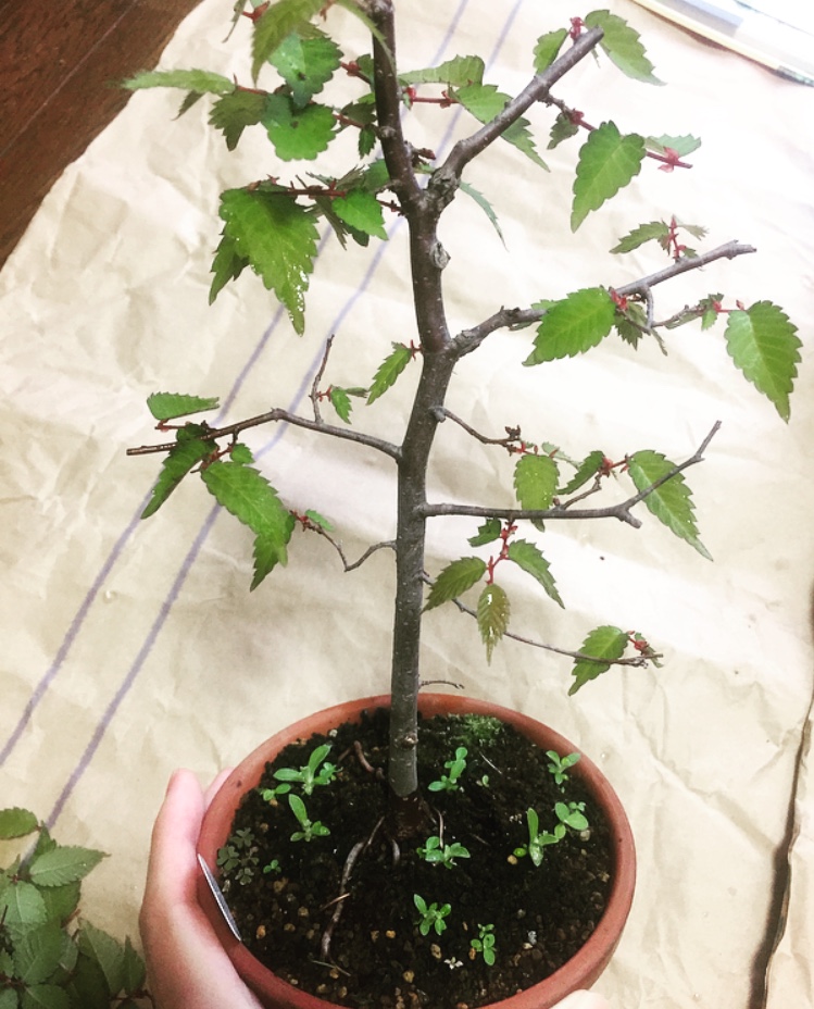 26歳 ケヤキの盆栽始めました