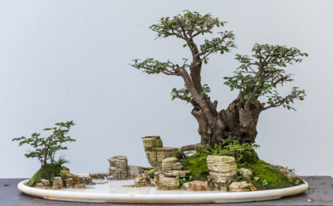 水石 盆栽用飾り水溜まり石 盆栽を美しく飾る「席飾り」「水石」について - 盆栽なび