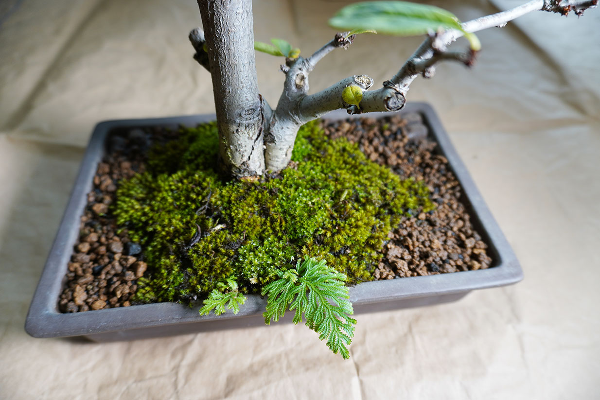 ボケの新しい葉と 豆盆栽