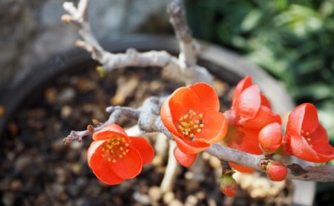 ボケ盆栽❗️人気の東洋錦❗️花芽沢山❗️ 梅盆栽桜盆栽雑木