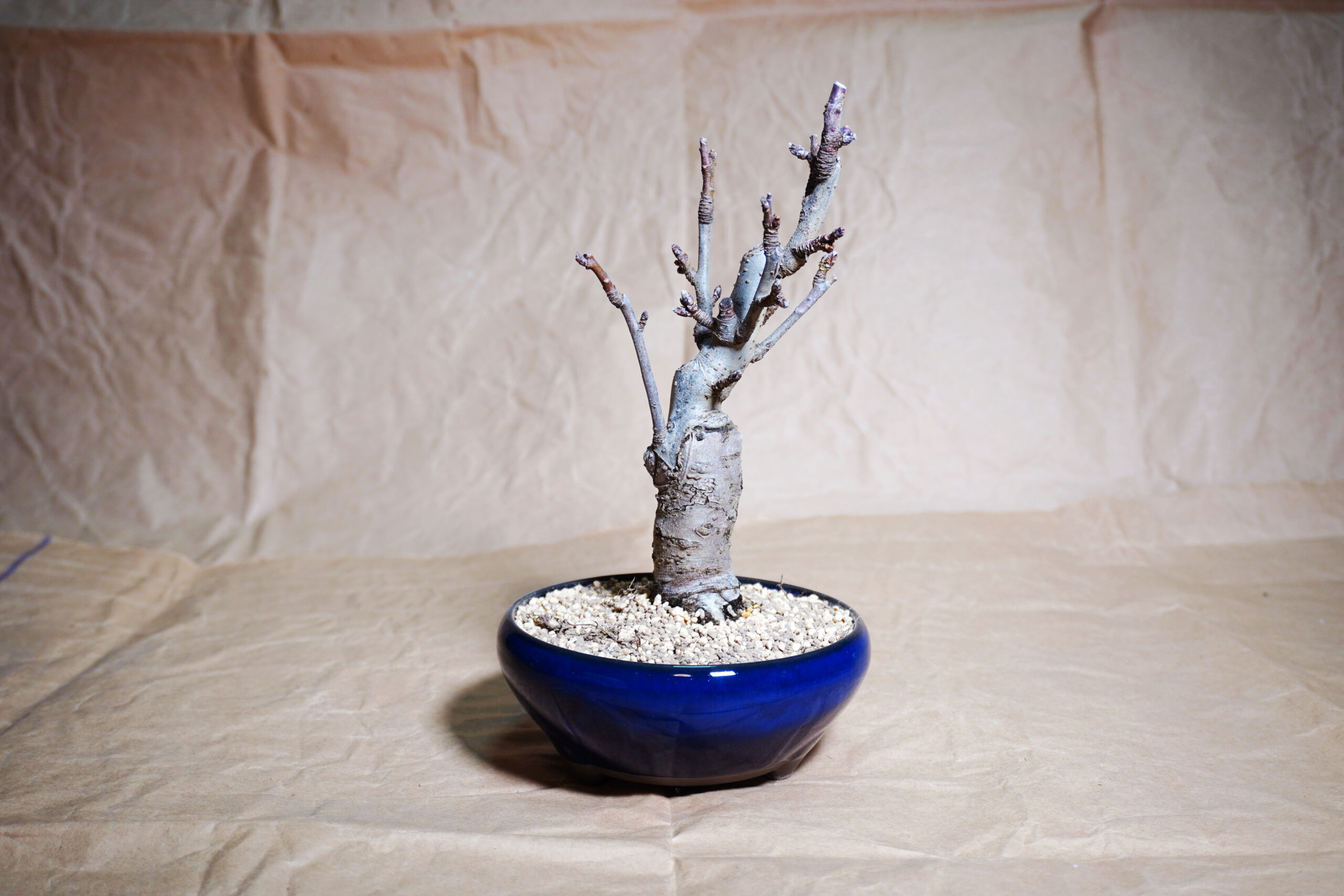 ヒメリンゴ盆栽の植え込みレポート