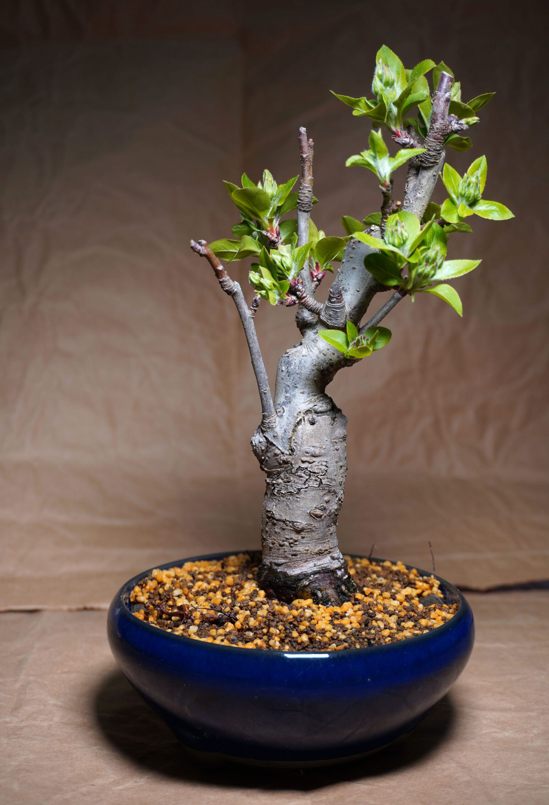 2年ぶりにヤマモミジ盆栽の植え替え