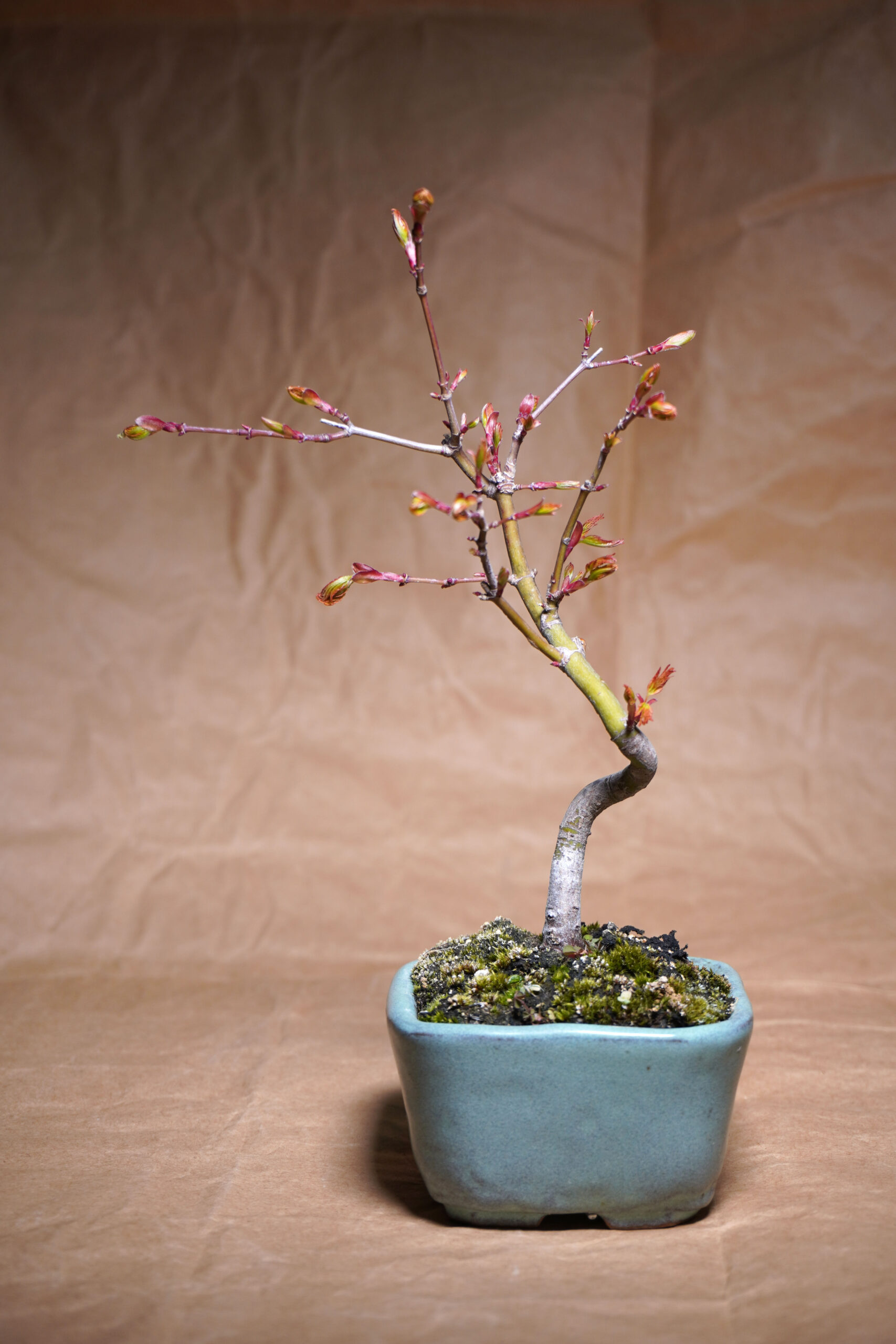 2年ぶりにヤマモミジ盆栽の植え替え