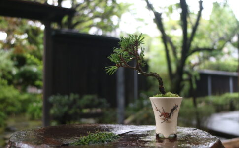 盆栽鉢　古薩摩　六角　桐箱入 盆栽鉢 古薩摩 六角 桐箱入