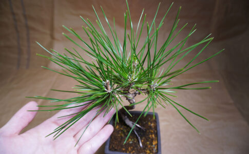 クロマツ盆栽の葉が長い