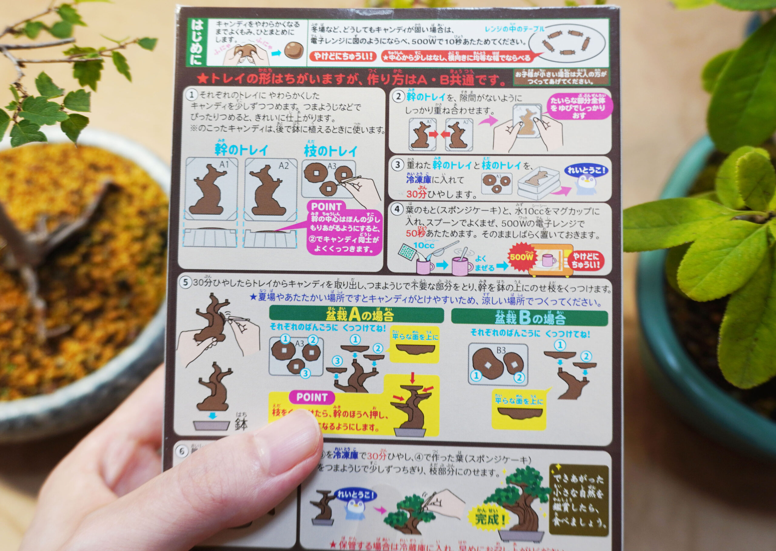 盆栽の知育菓子と7月の盆栽レポート