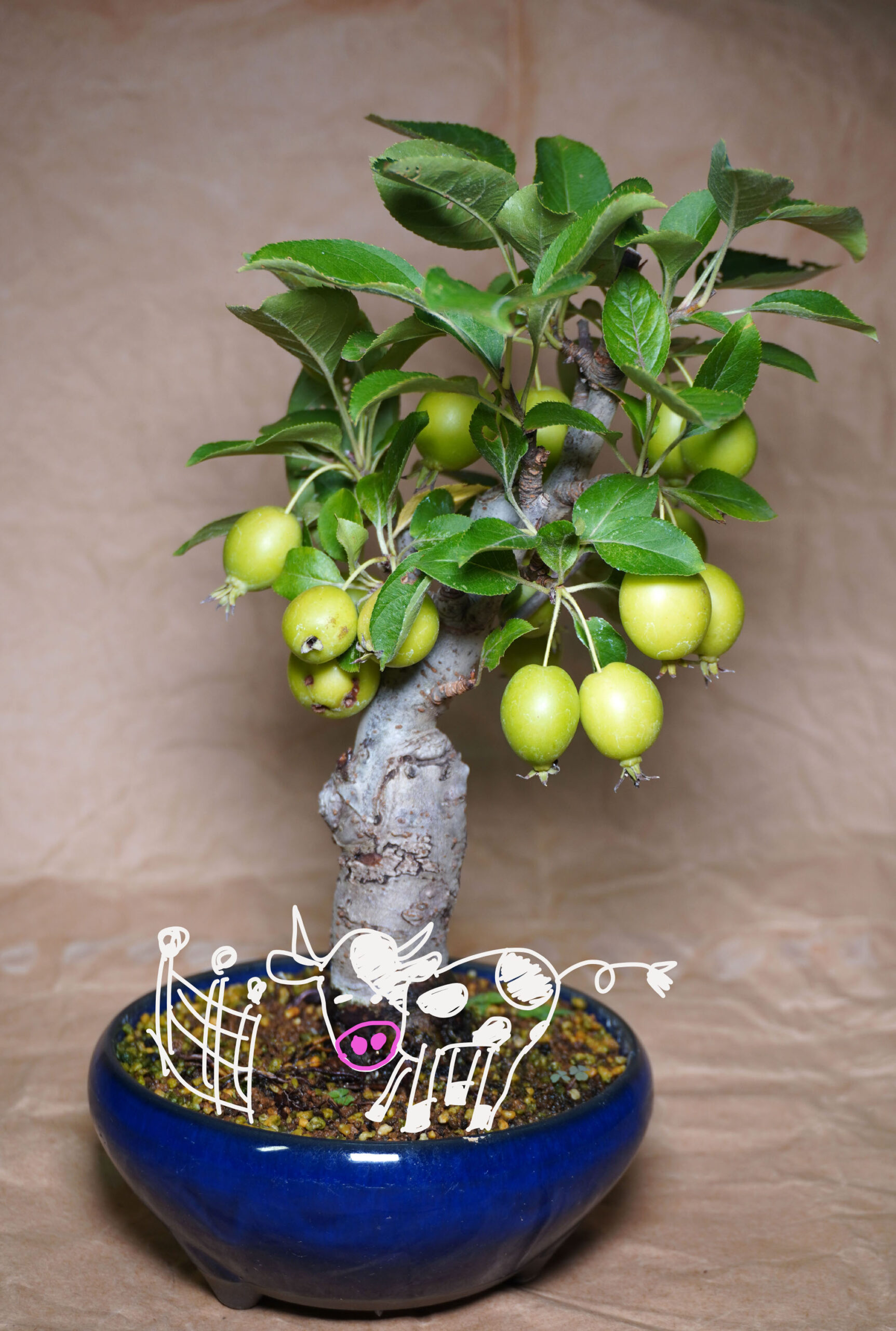 ヒメリンゴ-マン盆栽