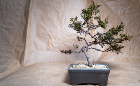 DSC2445-485x300.jpg