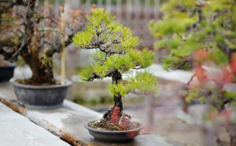 鉢　盆栽、庭をしてる方 32070164-scaled-e1672799906845