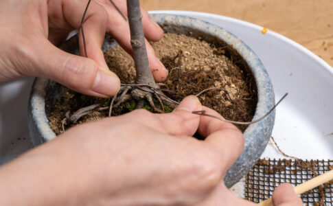 2年ぶりにケヤキ盆栽の植え替えを