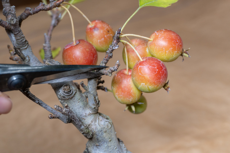ヒメリンゴ盆栽の実